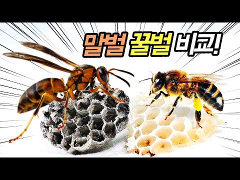 쌍살벌(왕다바리), 꿀벌 비교하기! 벌집부터 달라요!