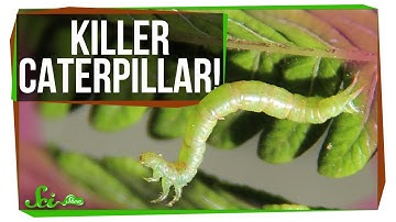 Meet the World’s Most Terrifying Caterpillar
