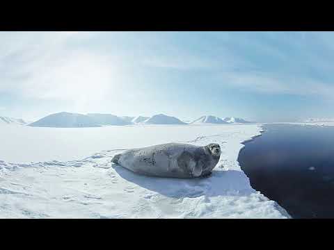 Een reis naar de Noordpool in 360°