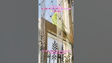 تلاوه خاشعه من الذكر الحكيم #علي_نمير #اكسبلور #cutebird #foryou #birds #cuteparrot