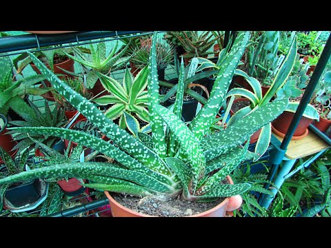 Video: Kujdesi i bimës Gasteria - Mësoni si të kujdeseni për bimët e shijshme të Gasterisë