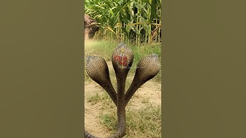 Om namo namo shiv stuti 🙏 Mahadev video status #mahadev #status #bholenath #shortsfeed #shorts #love