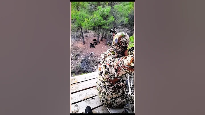 опасный снимок охоты на дикого кабана с луком #piggy #wildhunting #chasse #sanglier#wildboar#hunting