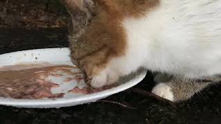 土砂降りの雨の中いないと思ってたら現れた2匹の野良猫　2 stray cats that showed up when I thought they were gone in the rain