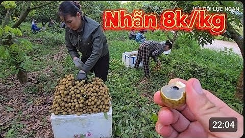 NHÃN 8K BẺ TUỐT VƯỜN VUI NHƯ TẾT I NÚI ĐỒI LỤC NGẠN