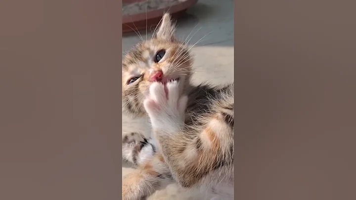 Video 10264181: catlover persiancat cutecat kitten, persiancat cat cutecat kitten, cat kitten persiancat kitty, persiancat cats funny cutecat, persiancat kitten baby cat, persiancat kitten catlover cute, persiancat catlover animals