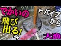 住宅街の水路に仕掛けた大量のパイプの中からデカい生物が？！#2