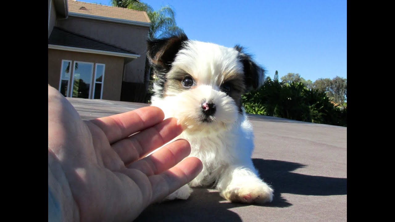 99+ Imperial Shih Tzu Puppies For Sale San Diego