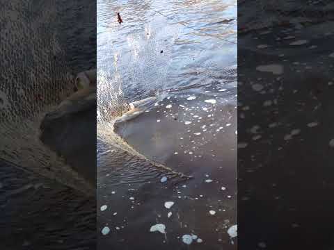 Рыбалка на паук , #рыбалка #рыба корюшка .)))