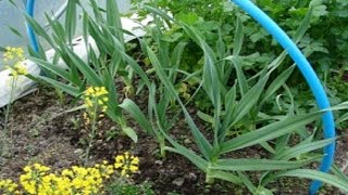 The importance of the garlic plant care