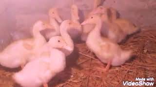 بط رمضان: شوفوا تربية البط عمر 25 يوم Breeding and fattening of ducks