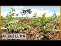 🇧🇷 Planting seeds in Brazil to solve water scarcity problem | Al Jazeera English