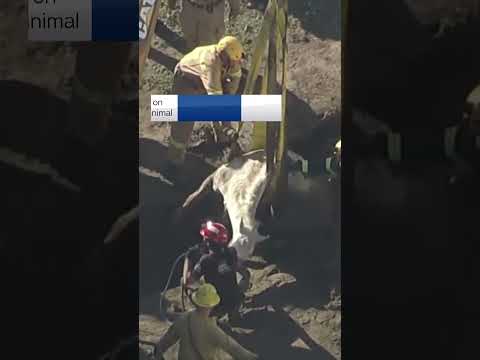 1 200 Pound Horse Rescued From Sinkhole