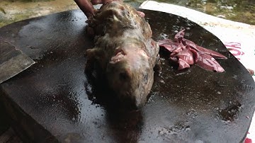 LÀM THỊT CHUỘT XÀO SẢ ỚT - TRÊN RỪNG ĐẠI LÀO BẢO LỘC