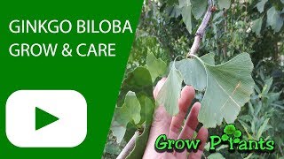 Ginkgo biloba tree - grow & care Resimi