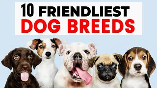 10 Friendliest Dog Breeds - Most Well Behaved Dog Breeds