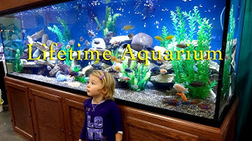 Lifetime Aquariums - Safe, Strong, Dependable & Beautiful