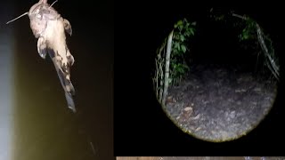 Em busca do peixe de couro, pesquei até a noite 🌙 pescaria 
