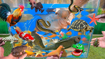 Tổng hợp các video cá cảnh đẹp, động vật dễ thương, cá la hán, cá thần tiên, cá koi, rùa biển