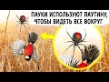 Паутина как часть мозга и еще 40 совершенно невероятных фактов