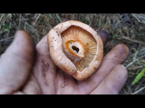 Вкусный и полезный Гриб РЫЖИК (04.11.2019)