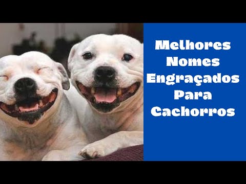 Vídeo: Quais São Os Nomes Mais Engraçados Para Cachorros De Meninos