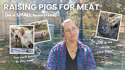 Can You Raise Pigs on a Small Homestead? | Cost to Raise 2 Pigs