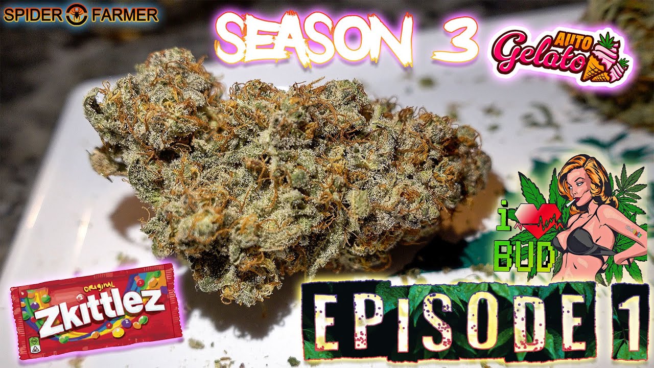 ILGM SWEET MIX HARVEST WEIGHT - Season 3 Auto Vs Photo Episode 1 week 2 FROM SEED