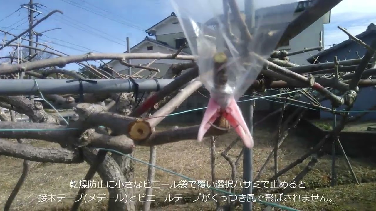 てんき様連絡用　キウイ　穂木 てんき様連絡用 キウイ 穂木 てんき様連絡用 キウイ 穂木 てんき様連絡