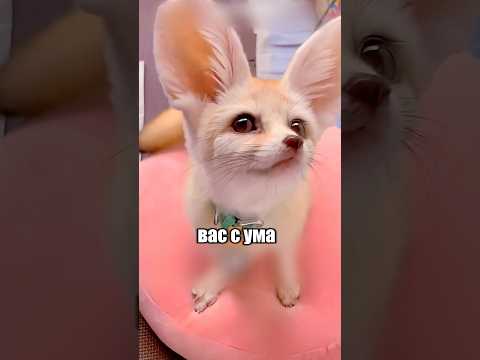 Питомец, который сведут вас с ума 😱😍 #милыеживотные #животные