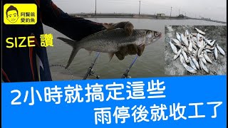 【阿賢爸】愛釣魚 Ep.253  2小時搞定這些 雨停後就收工了      (大咬釣組金珠釣法珠鉤釣法)