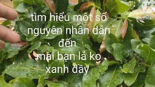 Tìm hiểu, một số nguyên nhân,chia sẻ , cách chăm mai lá xanh dầy,