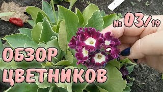 Обзор цветников №3/19. Примулы. Уход за примулой