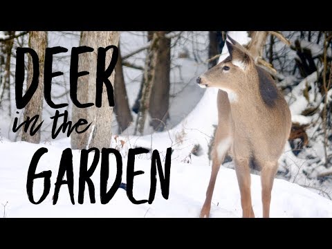 How, Why and What I Feed the Wild Deer that Live on our Homestead