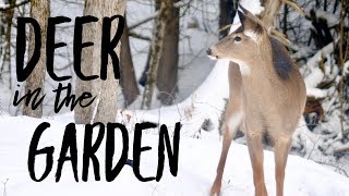 How, Why And What I Feed The Wild Deer That Live On Our Homestead