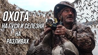 Охота  на гуся и селезня на разливах. Часть 3