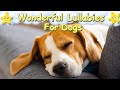 Super Relaxing Sleep Music For Beagle Puppies ♫ Calm Relax Your Pet ♥ Lullaby For Animals Dog Music