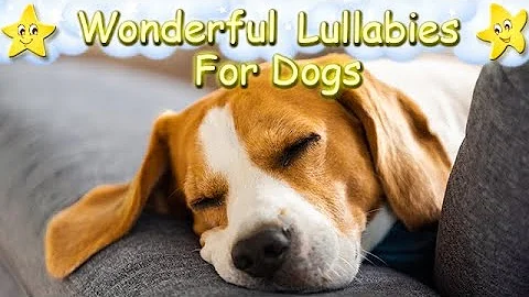 Super Relaxing Sleep Music For Beagle Puppies ♫ Relax Your Dog Effectively