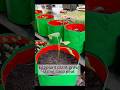 Eggplant grow tips using coco peat compost #eggplant #gardening #rooftopgarden #garden #plant #coco