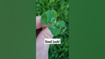 A 4 leaf clover to bring you good look today! #4leafclover