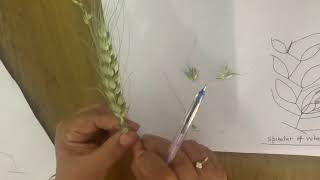 Spikelet of Wheat plant