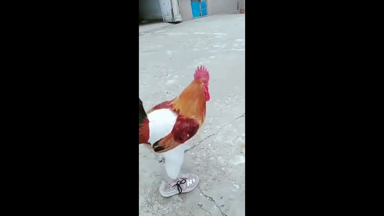 why is my chicken walking funny