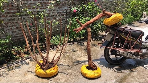 Ba phôi sim rừng hoa tím giao lưu đến các bác