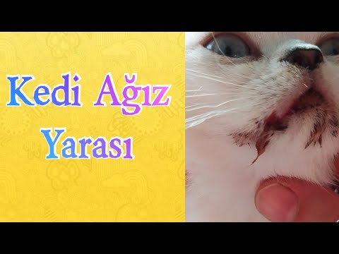Kedilerde Agiz Yarasi Maya Yi Nasil Iyilestirdik Youtube