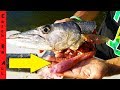 INSIDE a BARRACUDA STOMACH! **COOK to CATCH!**