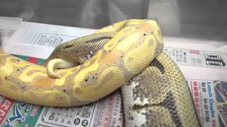 Brian Gundy Shares Lock Up Between Coral Glow and Spider Ball Python