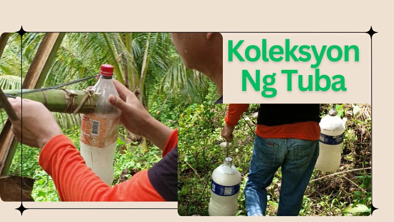Tuba Harvesting 101: Mula Niyog hanggang maging Suka