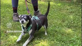 Before & After: Transforming A Reactive Dog