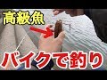 【バイク女子】謎の高級魚を釣って🎣食べてみた🔰初めての釣りシリーズ 後編"釣りガール"