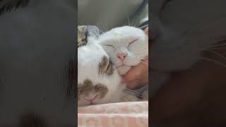 귀농귀촌 고양이 토끼 놀아주기 Playing with cats and rabbits returning to farming and rural areas.
